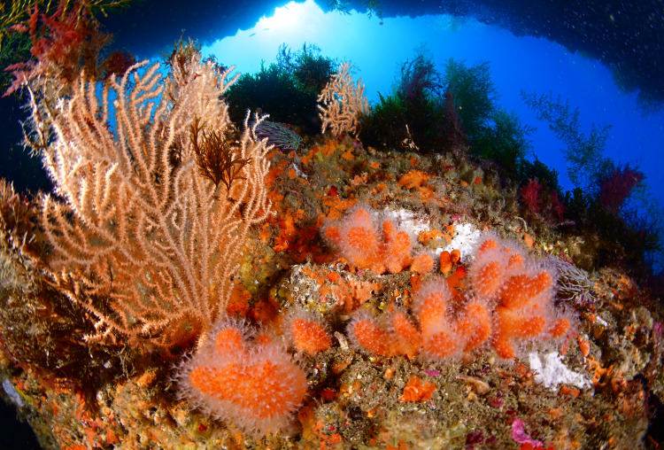 Equipa de Fotografia Subaquática sagra-se campeã nacional
